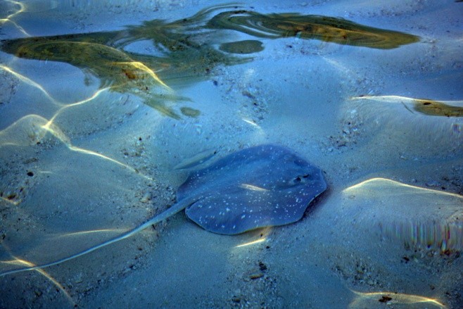 Trophic and reproductive aspects of some batoids caught at Santa Marta in the Colombian Caribbean Sea