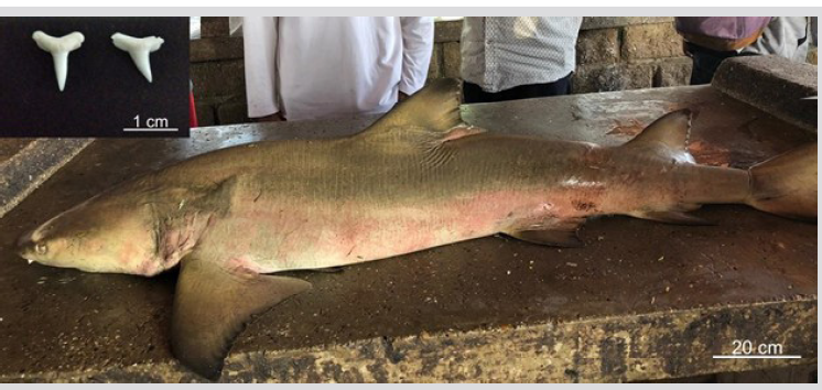 Evidence of lemon shark, Negaprion brevirostris (Poey)(Carcharhiniformes: Carcharhinidae) at Salamanca Gulf, Colombian Caribbean