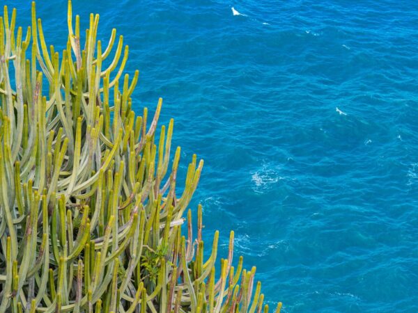 Yucatan Peninsula, Mexico Expedition