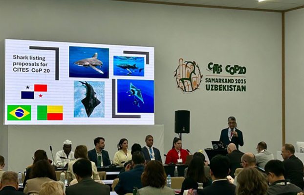 NEW!!: Building a Sustainable Future for Sharks, Rays, and Coastal Communities