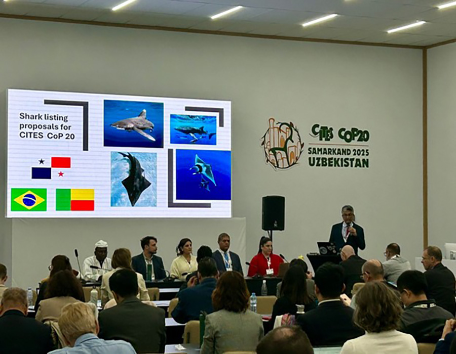 NEW!!: Building a Sustainable Future for Sharks, Rays, and Coastal Communities