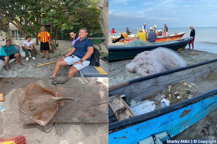 On the Trail of Rays in the Colombian Caribbean