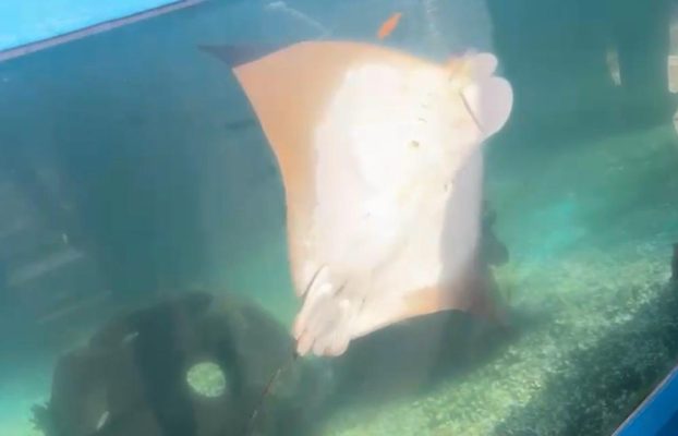A Young Explorer’s Dive into Ocean Life: Seahorses, Nurse Sharks, and New Discoveries 
