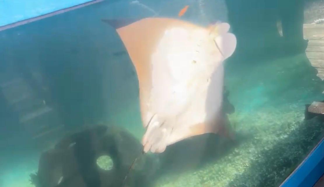 A Young Explorer’s Dive into Ocean Life: Seahorses, Nurse Sharks, and New Discoveries 